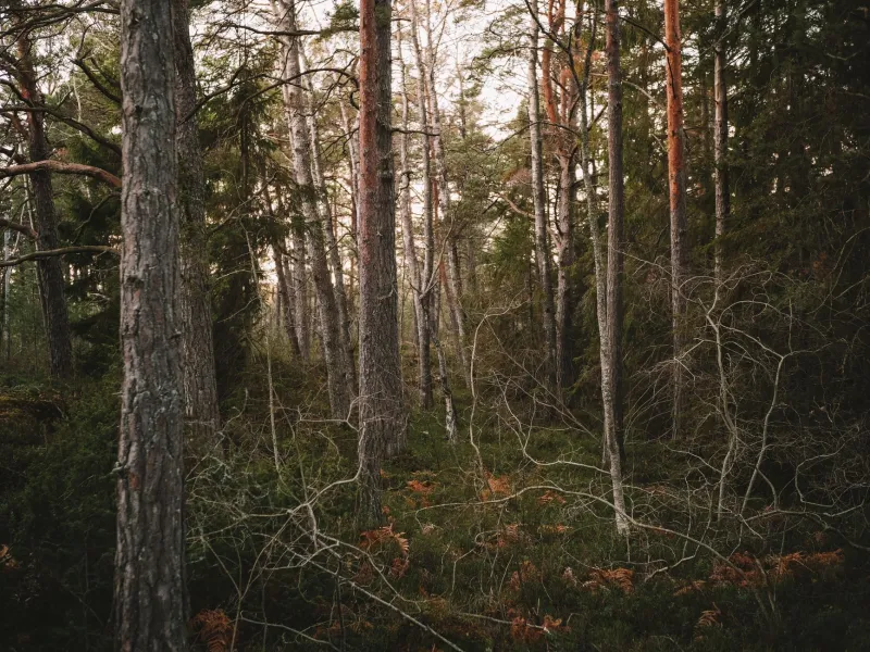 Mumintrollet och världen: Hur en liten figur från Finland erövrade barnens hjärtan överallt